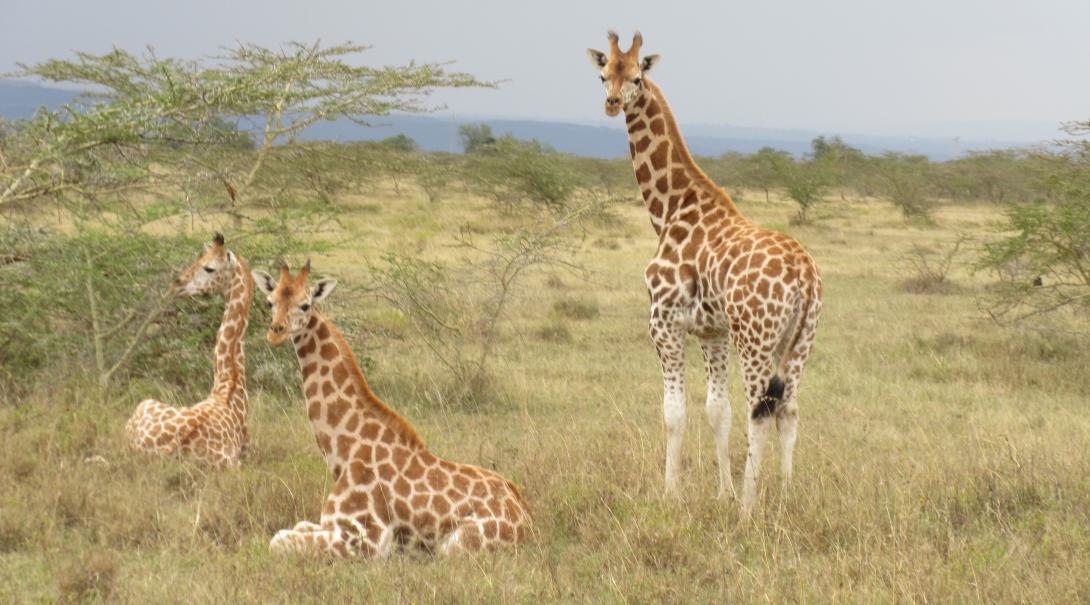 Rothschild giraffes spotted in the Soysambu Conservancy in Kenya Projects Abroad volunteers spot the Rothschild giraffe on their Conservation Project in Kenya